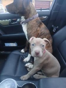 puppies for rehome - Photo 2