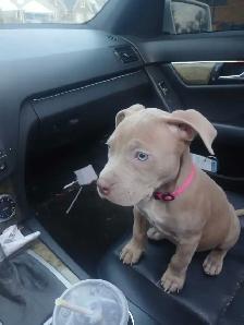 puppies for rehome - Photo 3