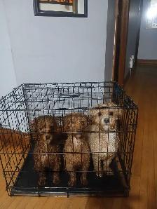puppies for rehome - Photo 4