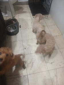 puppies for rehome - Photo 6