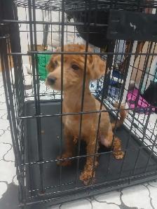 puppies for rehome - Photo 8