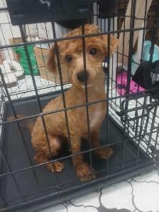 puppies for rehome - Photo 9