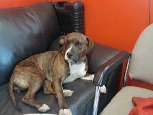 puppies for rehome - Photo 10