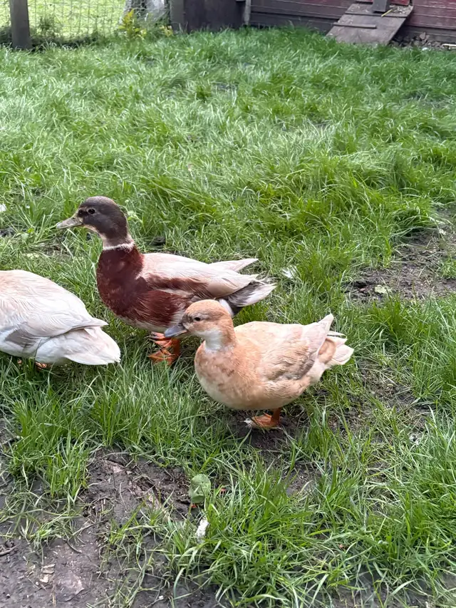 Call Duck Pair