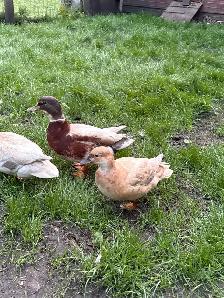 Call Duck Pair