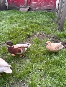 Call Duck Pair - Photo 2