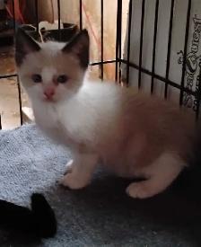 chatons Ragdoll Snowshoes - Photo 4