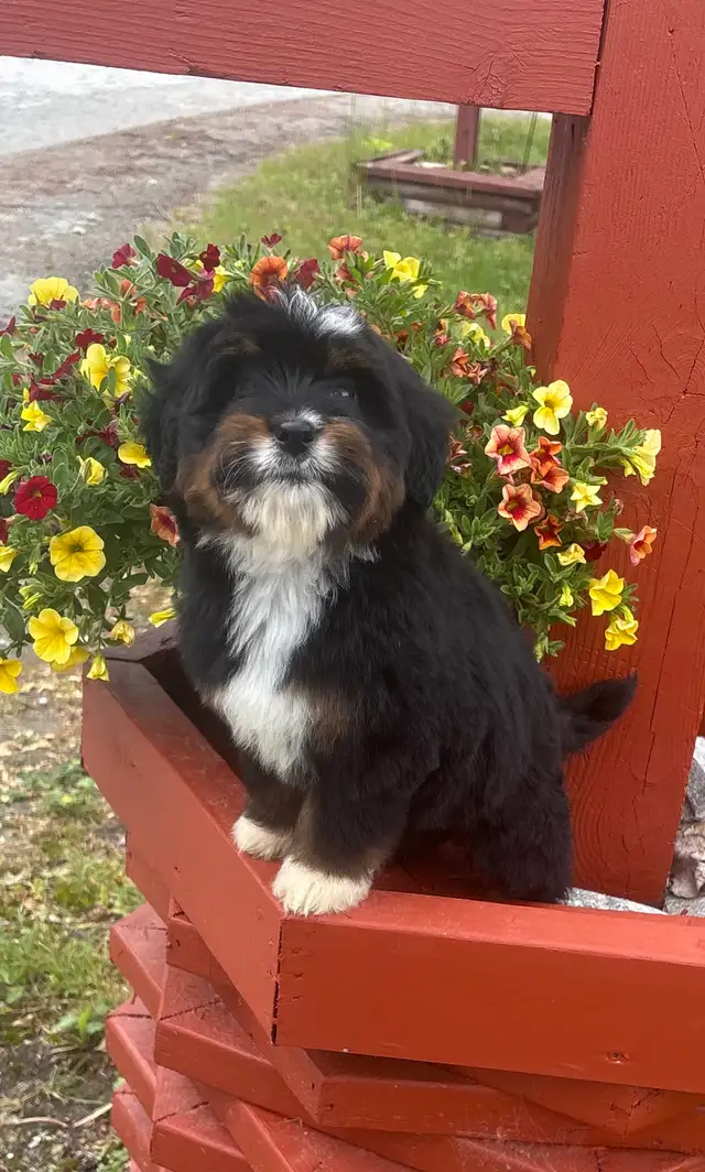mini Aussie Bernedoodles