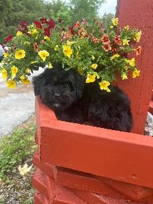 mini Aussie Bernedoodles - Photo 2