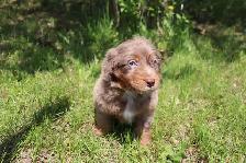 mini Aussie Bernedoodles - Photo 3