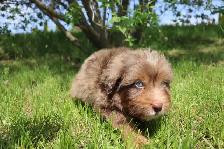 mini Aussie Bernedoodles - Photo 4