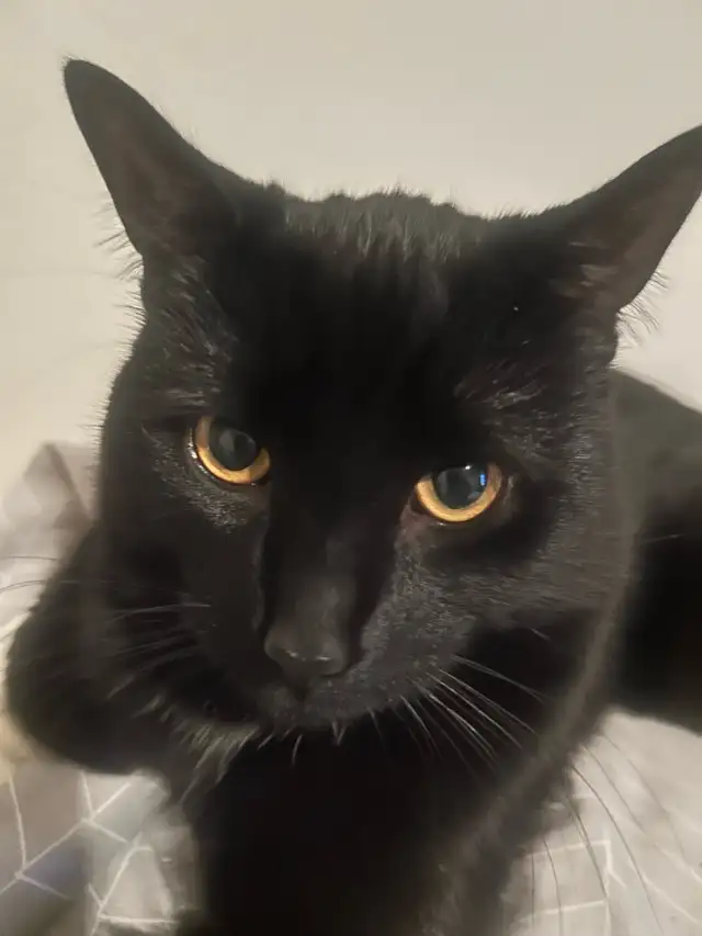 chat besoin d’aide