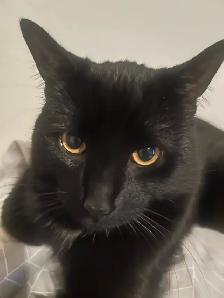 chat besoin d’aide