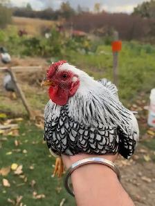 silver laced bantam wyandotte rooster