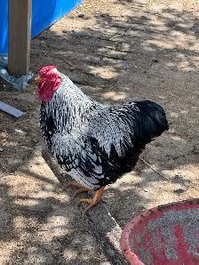 silver laced bantam wyandotte rooster - Photo 6