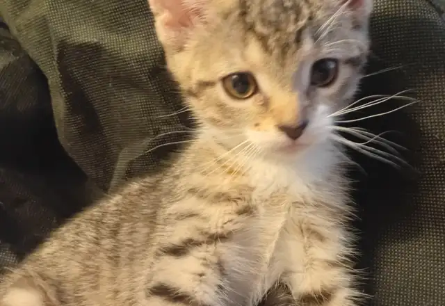 ADORABLE ABYSSINIAN MIXED KITTENS. MALES AND FEMALES. ONLY $75.0