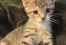 ADORABLE ABYSSINIAN MIXED KITTENS. MALES AND FEMALES. ONLY $75.0