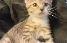 ADORABLE ABYSSINIAN MIXED KITTENS. MALES AND FEMALES. ONLY $75.0 - Photo 2