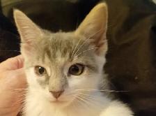 ADORABLE ABYSSINIAN MIXED KITTENS. MALES AND FEMALES. ONLY $75.0 - Photo 5