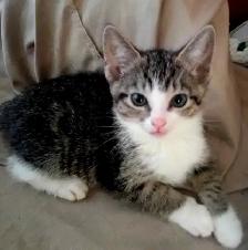 ADORABLE ABYSSINIAN MIXED KITTENS. MALES AND FEMALES. ONLY $75.0 - Photo 6