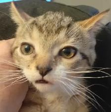 ADORABLE ABYSSINIAN MIXED KITTENS. MALES AND FEMALES. ONLY $75.0 - Photo 8
