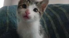 ADORABLE ABYSSINIAN MIXED KITTENS. MALES AND FEMALES. ONLY $75.0 - Photo 10