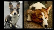 Magnifique Corgi - Photo 2
