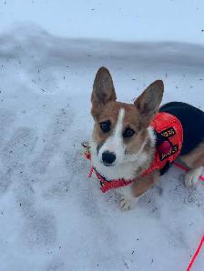Magnifique Corgi - Photo 3
