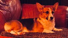Magnifique Corgi - Photo 5