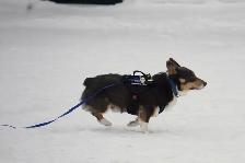 Magnifique Corgi - Photo 6