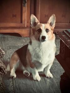 Magnifique Corgi - Photo 7