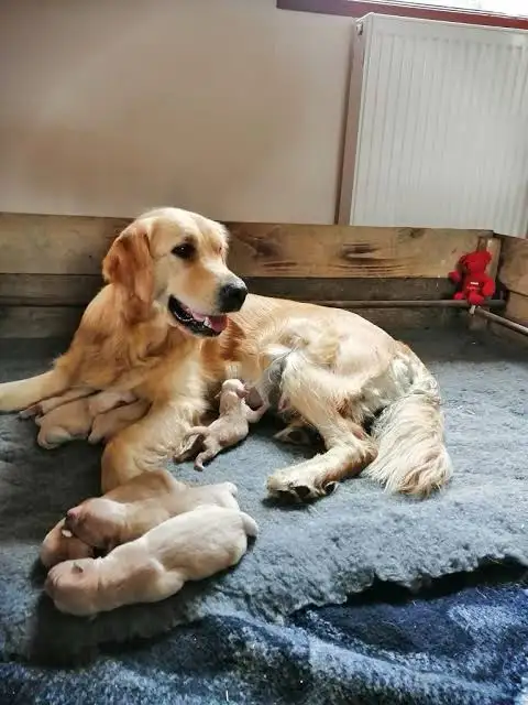 Golden Retreiver