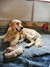 Golden Retreiver