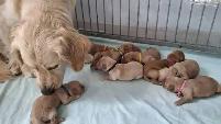 Golden Retreiver - Photo 2