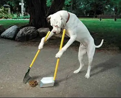 PICKING UP DOG POOP WARD ONE & YARD WORK