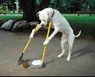 PICKING UP DOG POOP WARD ONE & YARD WORK