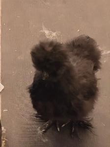 Silky Chicken