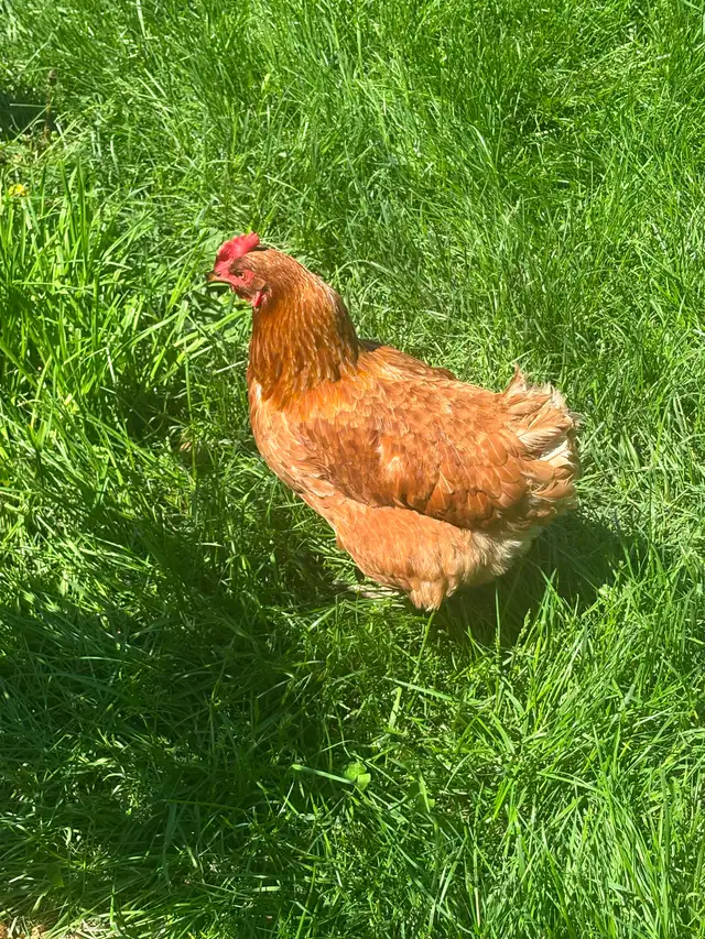 Laying hens for sale