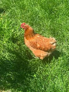 Laying hens for sale