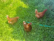 Laying hens for sale - Photo 2