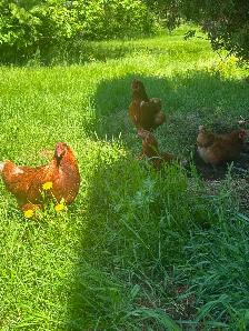 Laying hens for sale - Photo 3