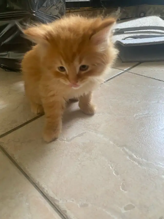 kitten looking for the forever home