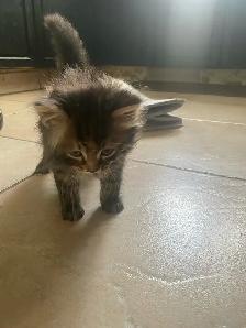 kitten looking for the forever home - Photo 2