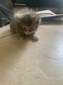 kitten looking for the forever home - Photo 3