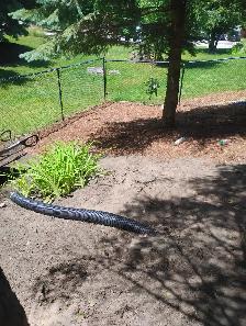 Garden Cleanup
