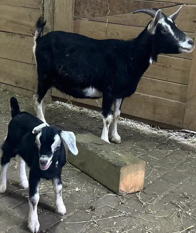 Nanny Goat and buck kid at side.