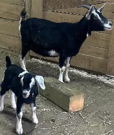 Nanny Goat and buck kid at side.