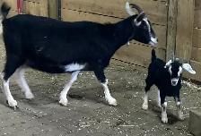 Nanny Goat and buck kid at side. - Photo 2