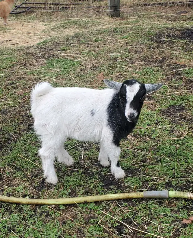 Nigerian Dwarf and Nigerian Dwarf/Pygmy kids