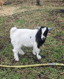 Nigerian Dwarf and Nigerian Dwarf/Pygmy kids